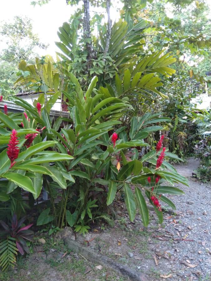 Puerto Viejo de Talamanca Cabinas Talamanca Sa酒店 外观 照片